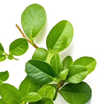 Close-up of Gymnema Sylvestre leaf, a key ingredient in GlucoTrust for reducing sugar cravings.