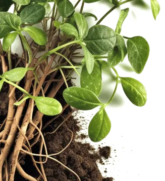 Pure Licorice Root extract used in GlucoTrust to aid weight management and cravings control.