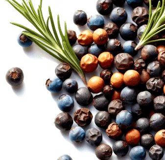 Fresh Juniper Berries used in GlucoTrust as a natural antioxidant and immune booster.